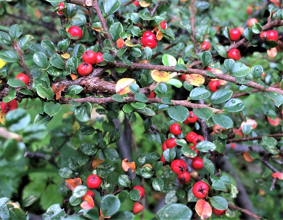 f:id:huukyou:20211104055641j:plain