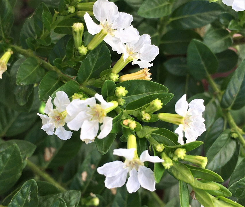 クフェア メキシコハナヤナギ の花 Humanoid K S Diary