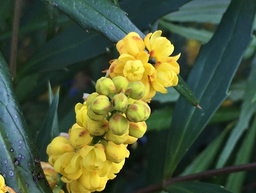 f:id:huukyou:20211122050951j:plain