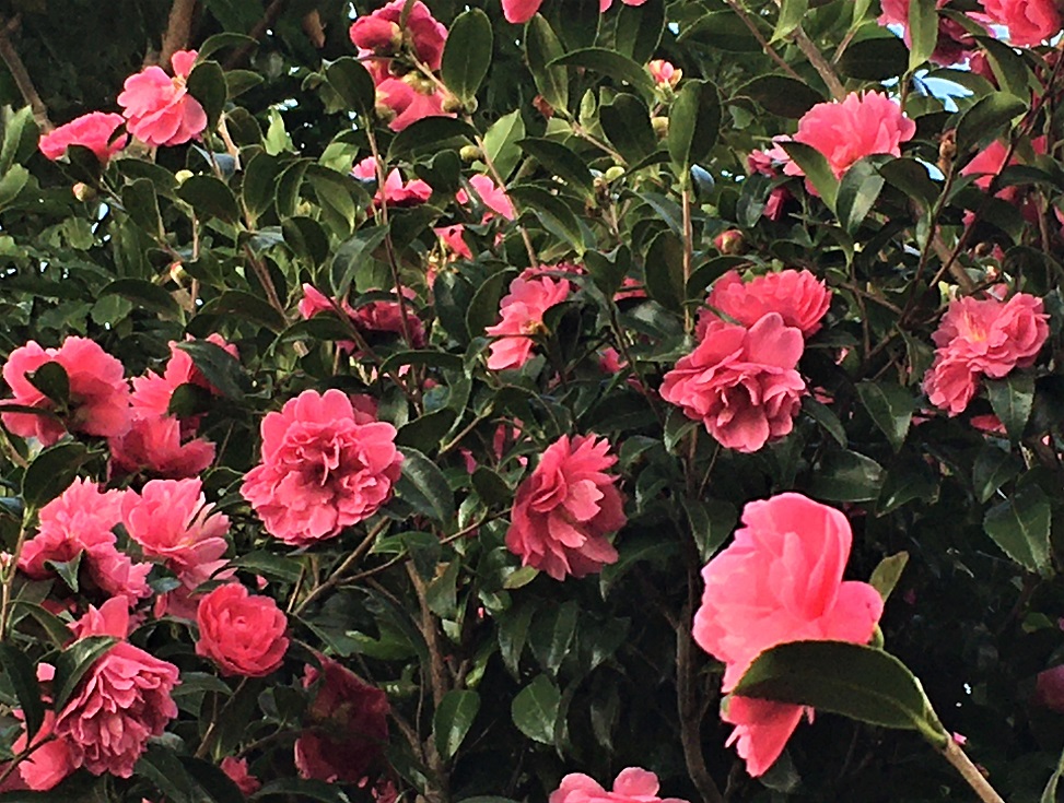 f:id:huukyou:20211205064738j:plain