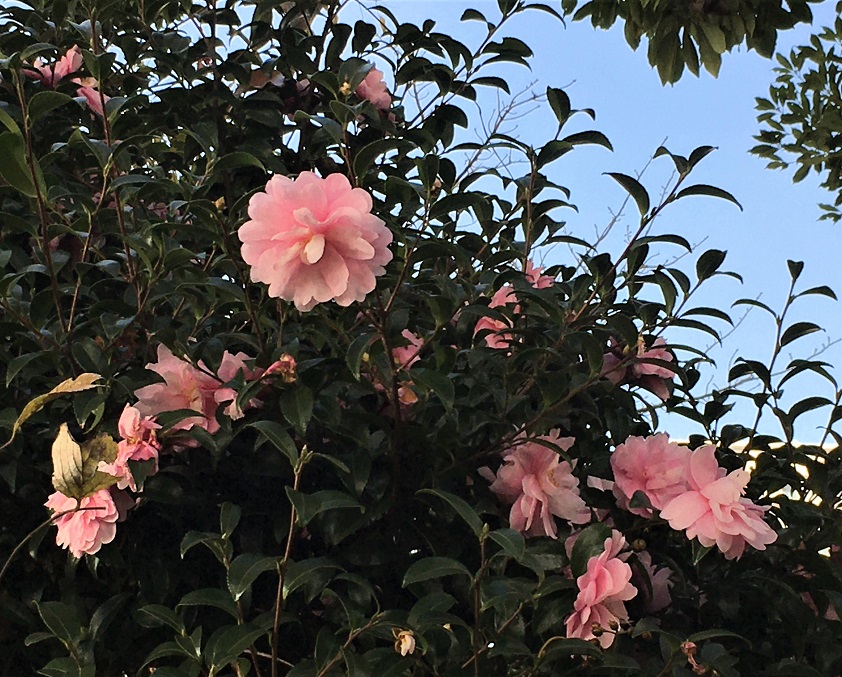 f:id:huukyou:20211205064751j:plain