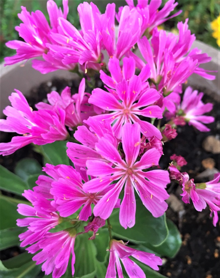 f:id:huukyou:20211206052029j:plain