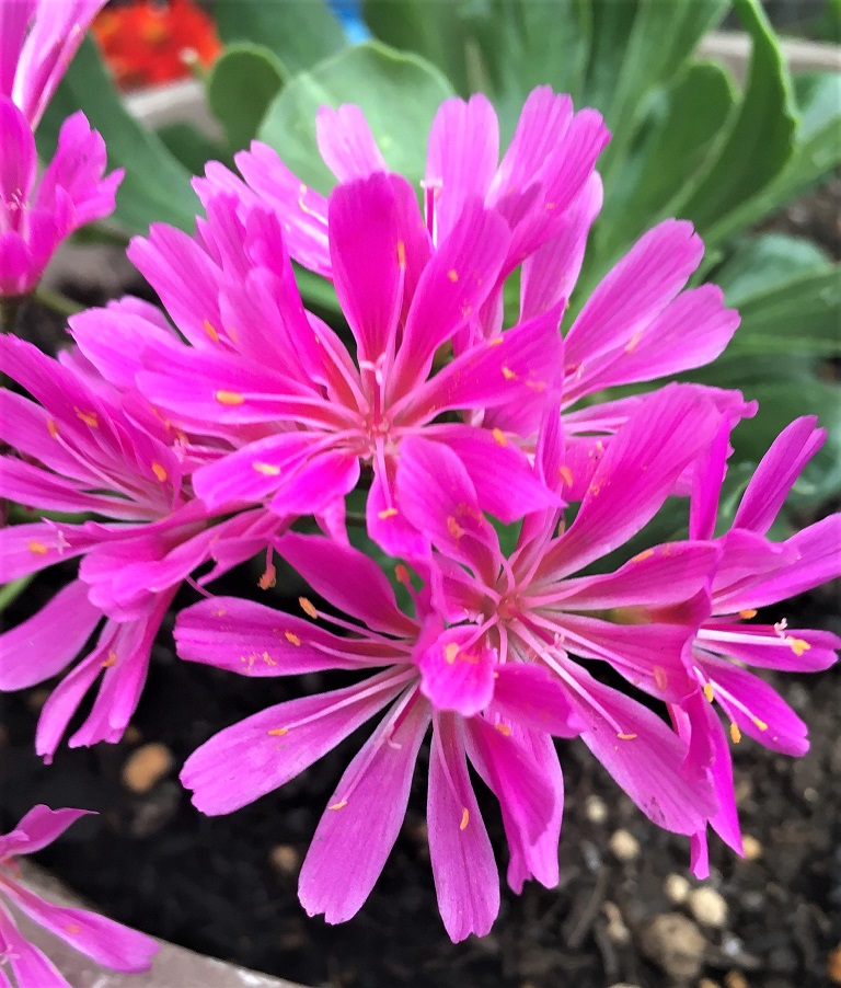 f:id:huukyou:20211206052045j:plain