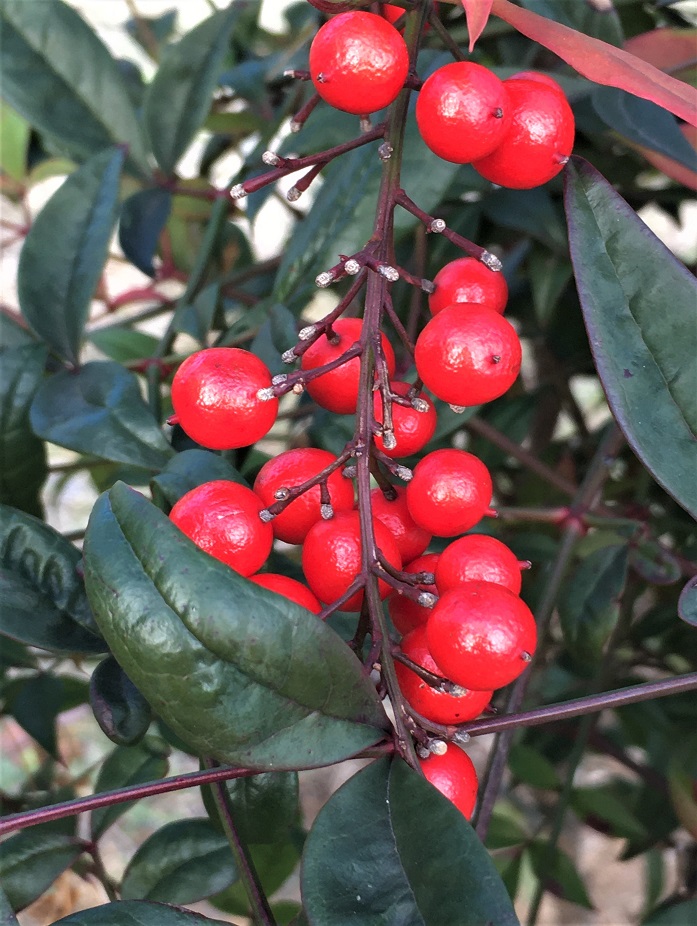 f:id:huukyou:20211208045610j:plain