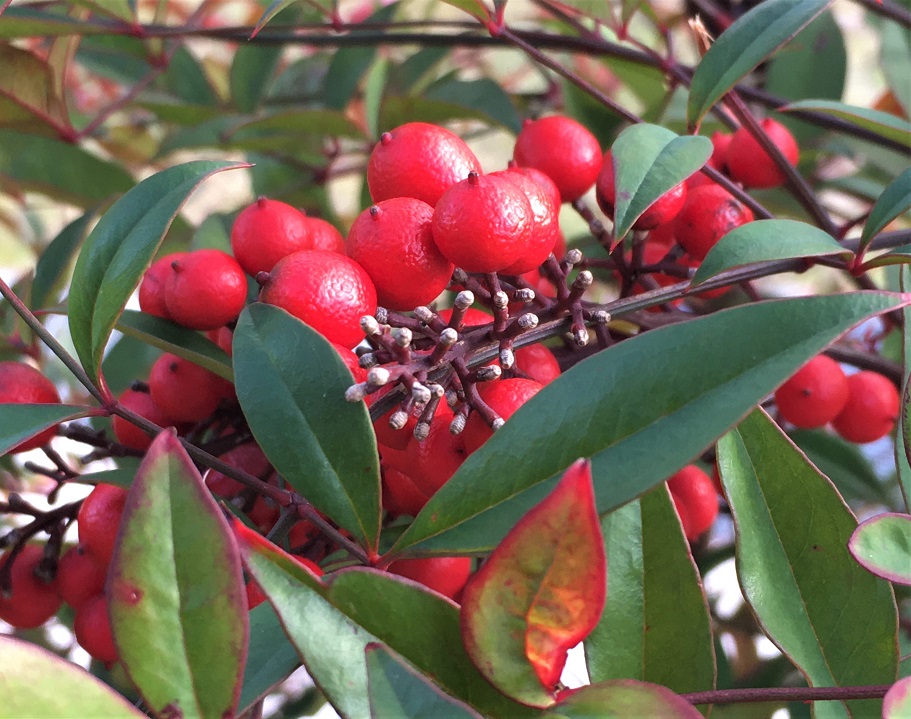 f:id:huukyou:20211208045626j:plain