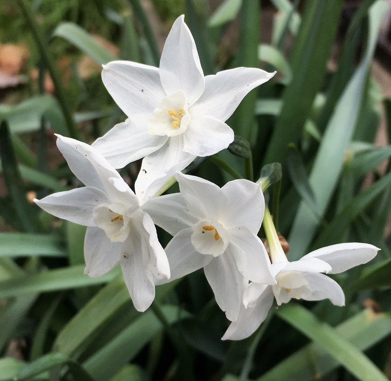 f:id:huukyou:20220120062227j:plain