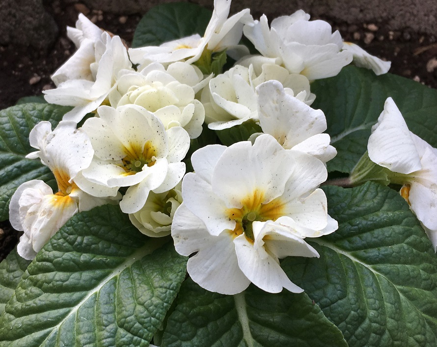 f:id:huukyou:20220121043947j:plain