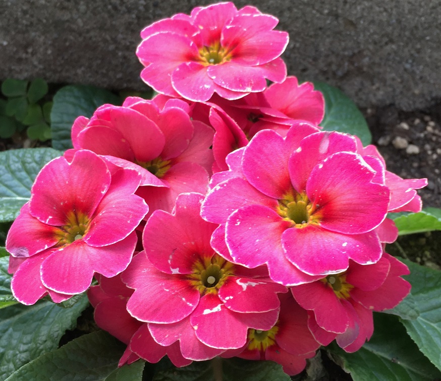 f:id:huukyou:20220121044004j:plain