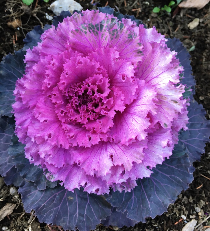 f:id:huukyou:20220123055939j:plain