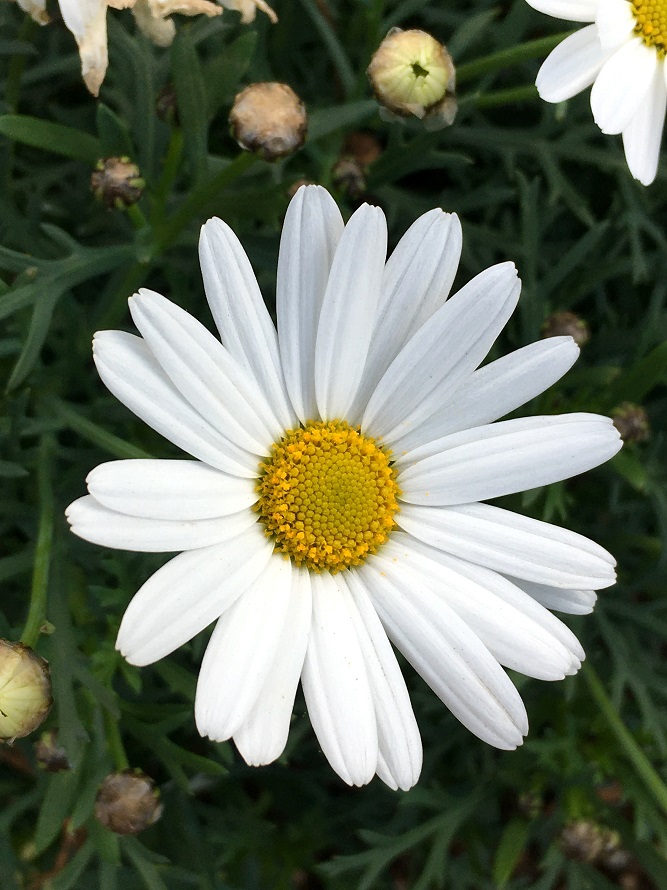 マーガレットの花 Humanoid K S Diary