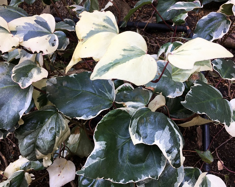 f:id:huukyou:20220214063111j:plain