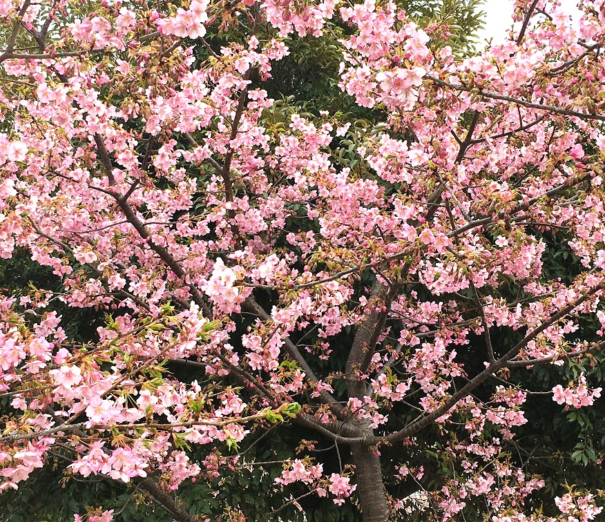 f:id:huukyou:20220303053851j:plain