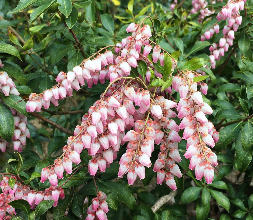 アセビ　生花 みくろ様 アセビ150cm 枝物 インテリア 装飾 店舗装飾 生け花 生花 飾り