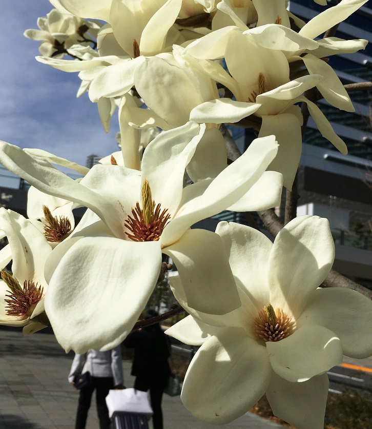 f:id:huukyou:20220324050752j:plain