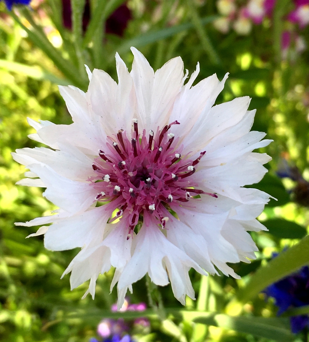 K.J.L バングル ホワイト 花柄カラーストーン　スネーク K.J.L バングル ホワイト 花柄カラーストーンスネーク