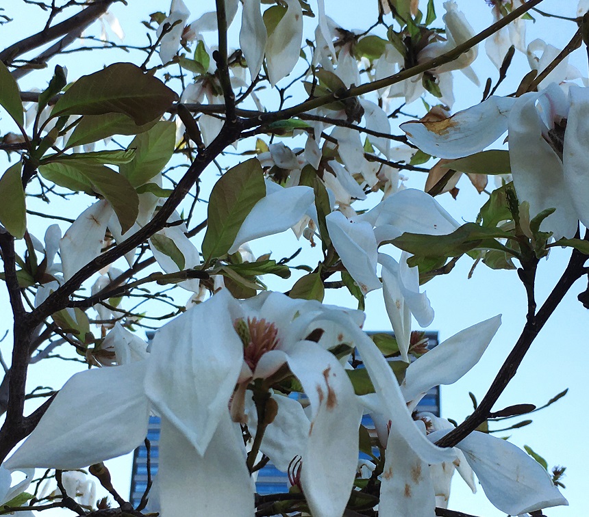 f:id:huukyou:20220406221002j:plain