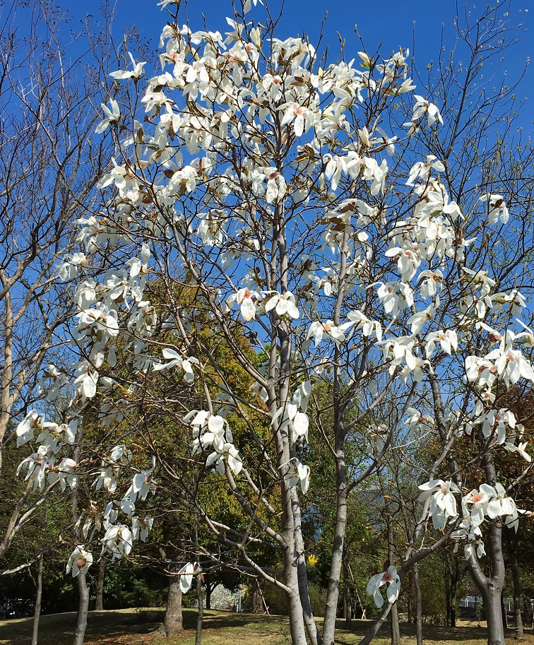 f:id:huukyou:20220406221043j:plain