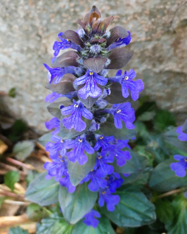 アジュガとキランソウの花たち Humanoid K S Diary