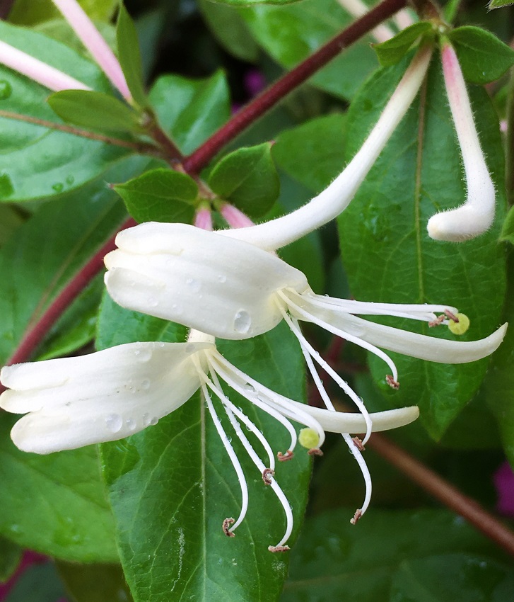 スイカズラの花 Humanoid K S Diary