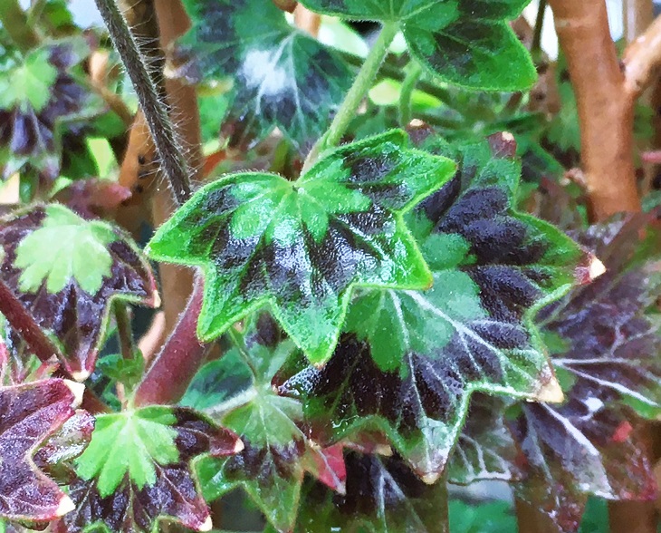 モミジバゼラニウム 紅葉葉ゼラニウム Humanoid K S Diary モミジバゼラニウム 紅葉葉ゼラニウム Humanoid K S Diary