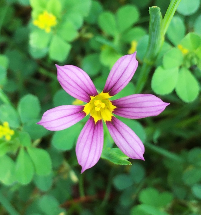 ニワゼキショウの花 Humanoid K S Diary ニワゼキショウの花 Humanoid K S Diary