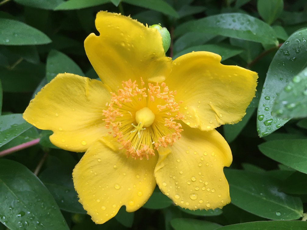 ヒペリカムの花たち Humanoid K S Diary