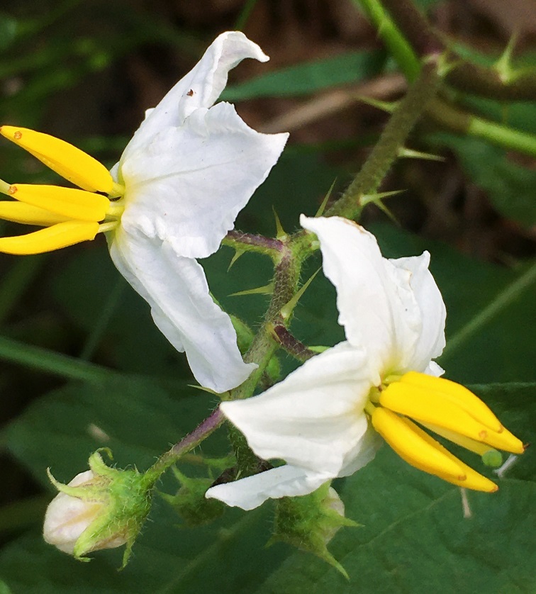 ママコノシリヌグイとは 動植物の人気 最新記事を集めました はてな