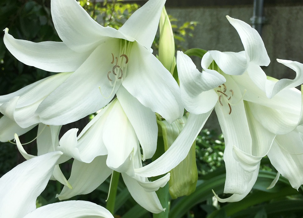 アフリカハマユウの花 Humanoid K S Diary