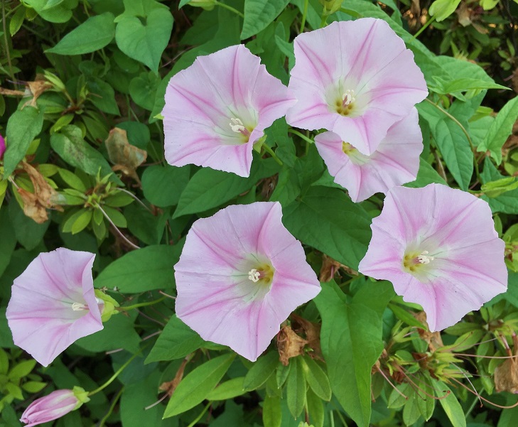 ヒルガオの花 夏休みの理科観察に向けて Humanoid K S Diary