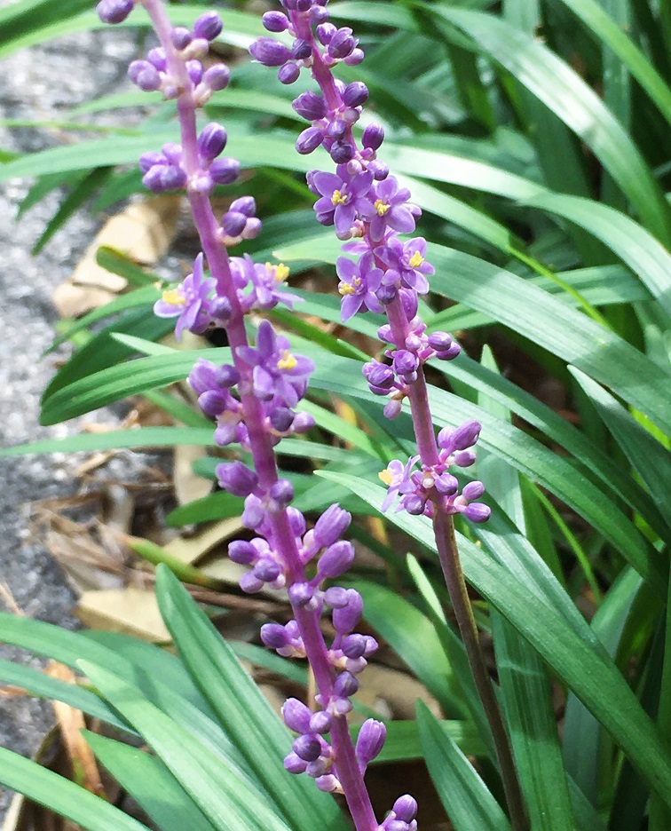 ヤブランの花 Humanoid K S Diary ヤブランの花 Humanoid K S Diary