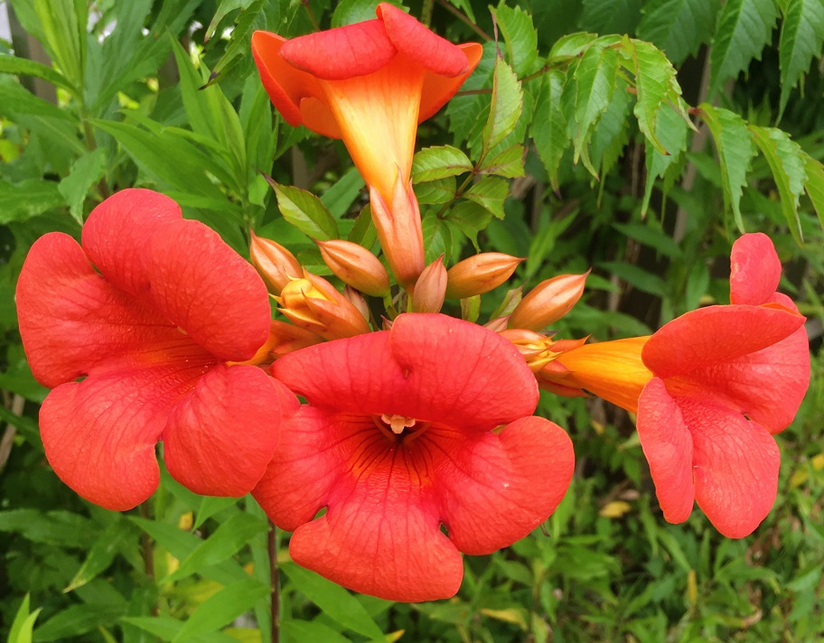 ノウゼンカズラの赤い花 Humanoid K S Diary