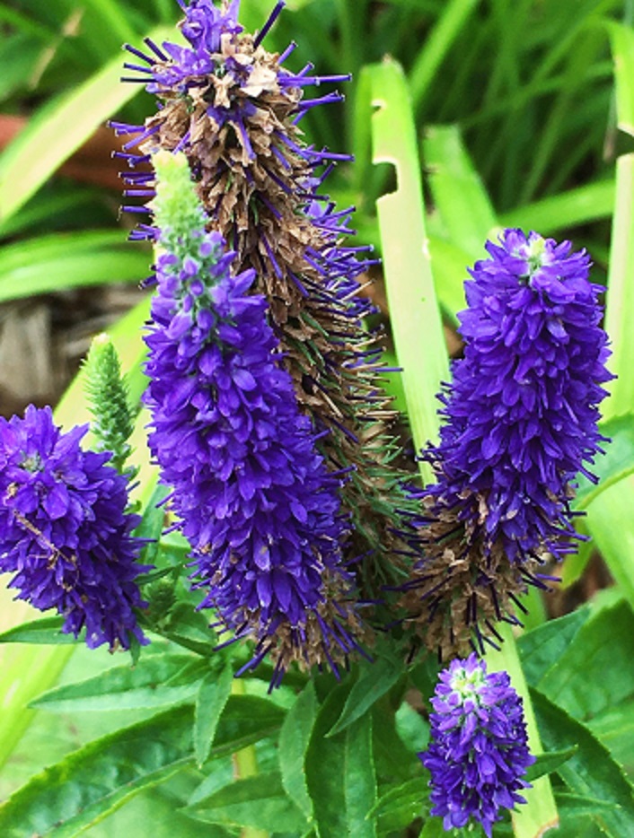 ベロニカ ウルスターブルードワーフの花 Humanoid K S Diary