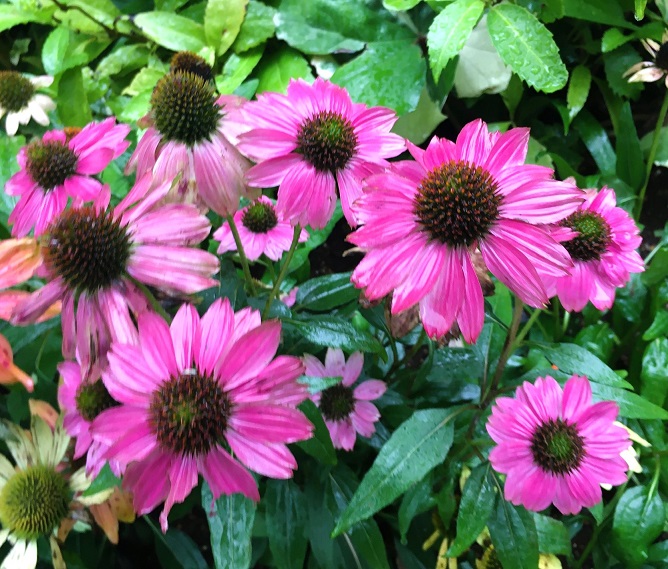 BioAroma Echinacea ( エキナケア ) backend=imagemagick;version=1;