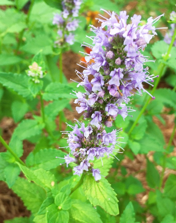 アガスターシェ(ブラックアダー)、あるいはアニスヒソップの花