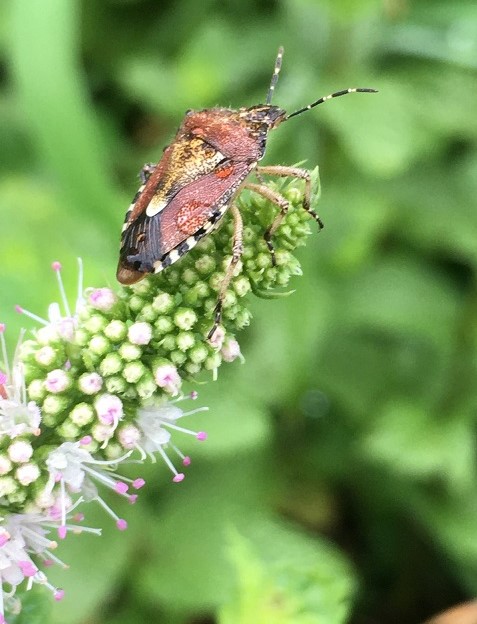 スペアミントとペパーミントの花 - Humanoid K's diary