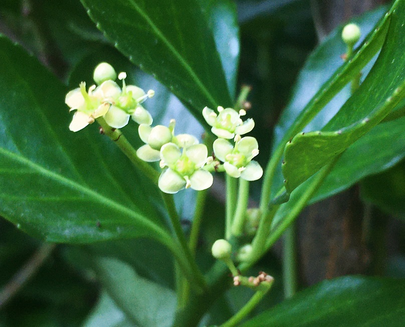 忘れていたマサキの花 Humanoid K S Diary