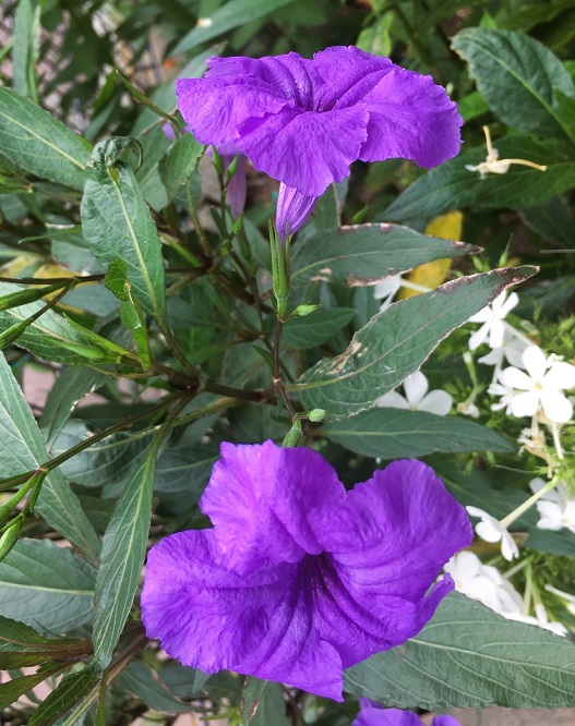 ヤナギバ（柳葉）ルイラソウの花 - Humanoid K's diary