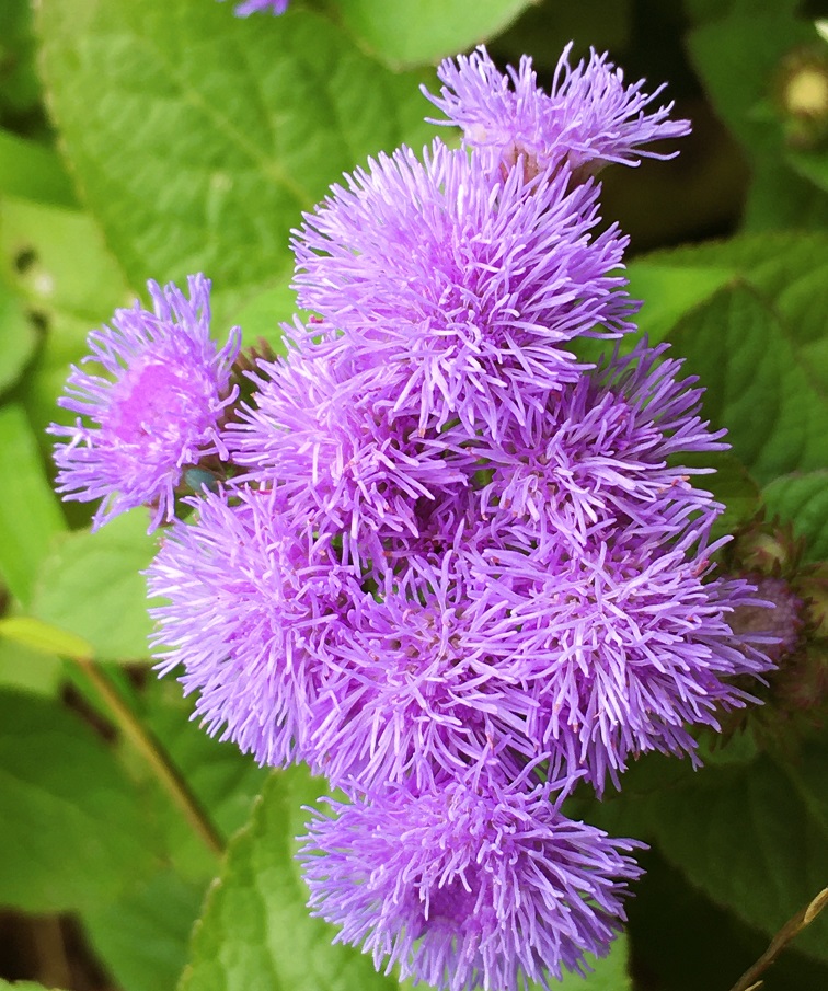 アゲラタム Ageratum の花 Humanoid K S Diary