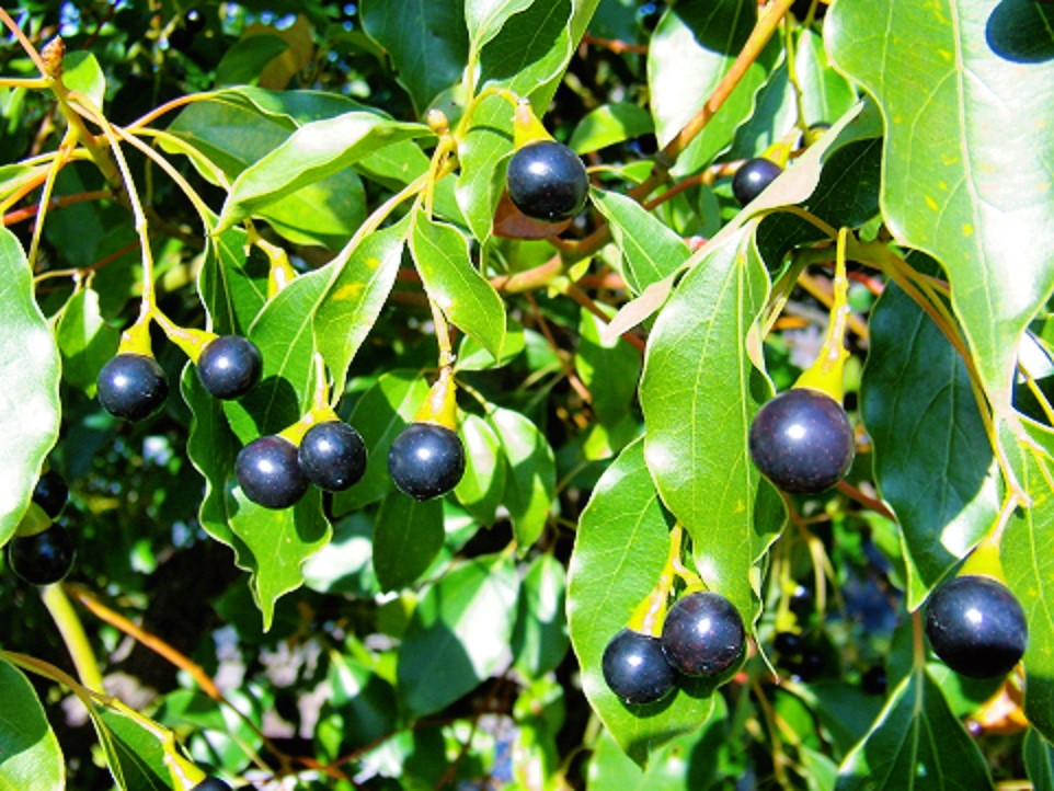 黒い実：クスノキ - Humanoid K's diary