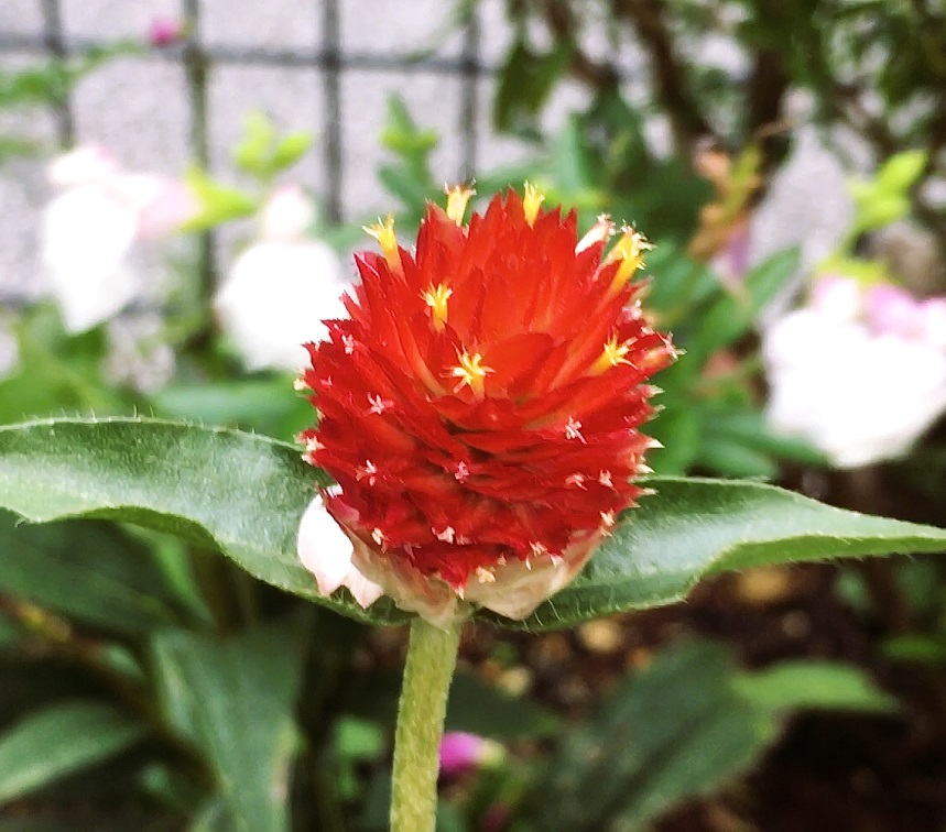 明治　本紅花　紅 Amazon | 【公式】花西子 FLORASIS 百花同心錠 彫刻リップ