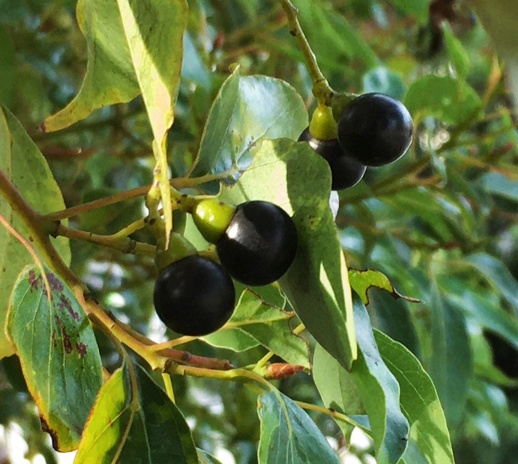 クスノキの黒い実 - Humanoid K's diary