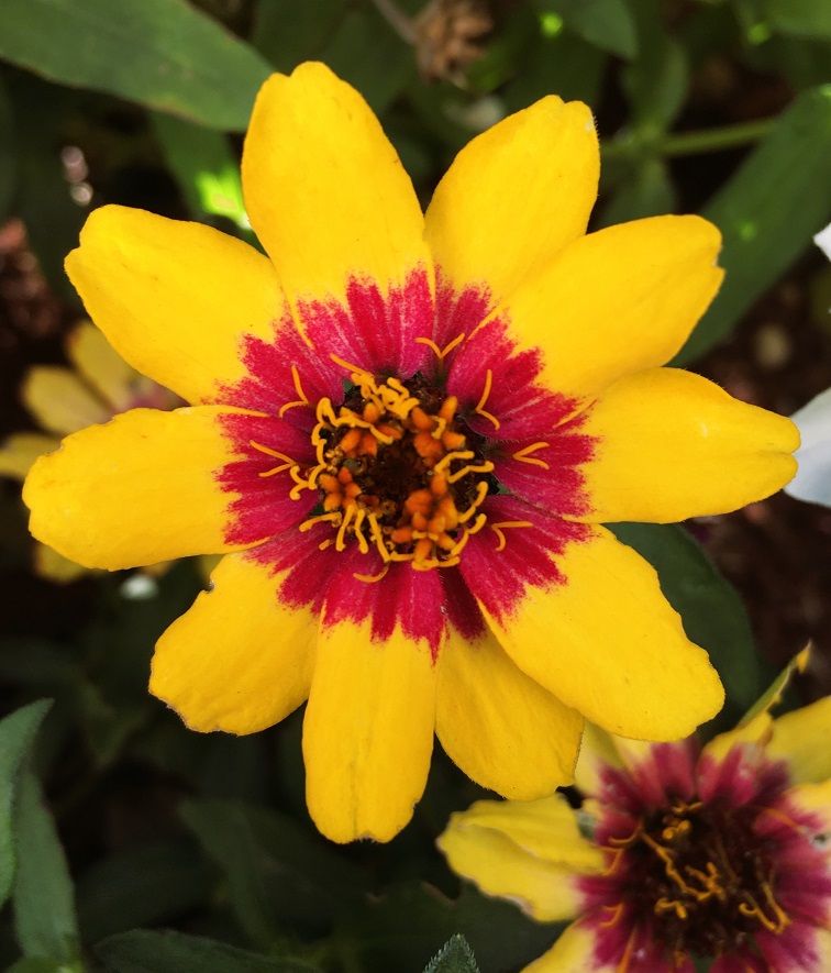 ヒャクニチソウとキンセンカの花 - Humanoid K's diary