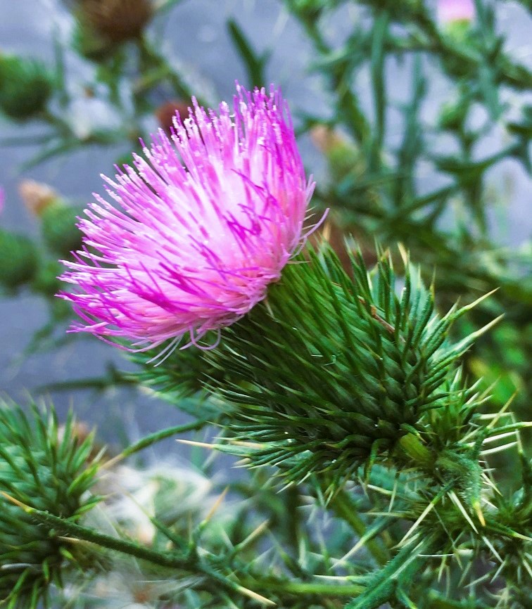 アメリカオニアザミの棘 Humanoid K S Diary