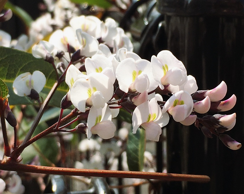 花卉 生け花#花のある暮らし#趣味 #葉蘭#アルストロメリア #山茱萸