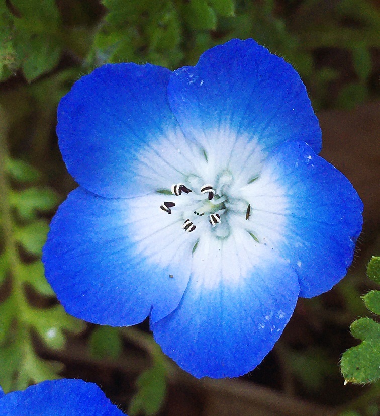 PSA10]故郷の花 フリーレン＆ヒンメル SEC ヴァイス管理番号 b303