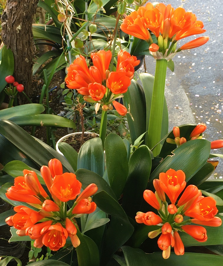 クンシラン(Clivia miniata、ウケザキクンシラン)の花 - Humanoid K’s diary