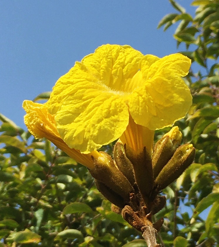 黄色の花が美しい イペー 651 樹高2.2m位 黄金ノウゼン 黄花ノウゼン