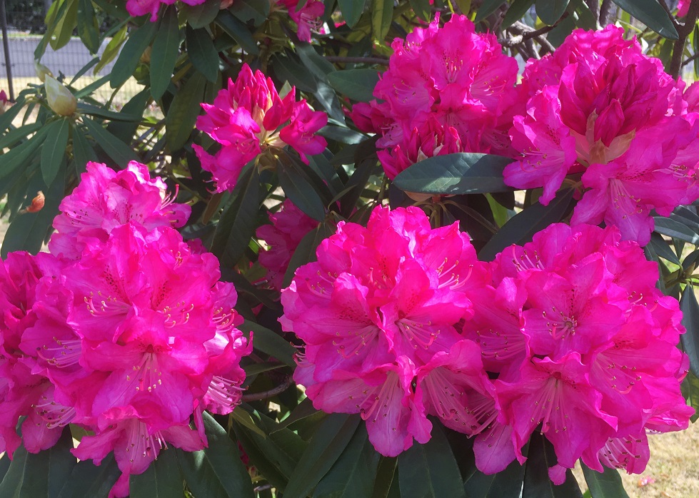 シャクナゲの花たち - Humanoid K's diary