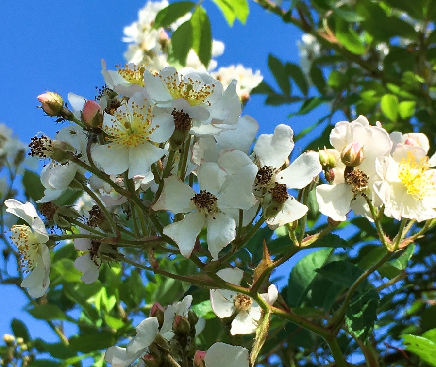 ノイバラの花 - Humanoid K's diary