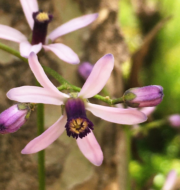 豆⭐️茎⭐️花 GKZ植物事典・アズキ（小豆）